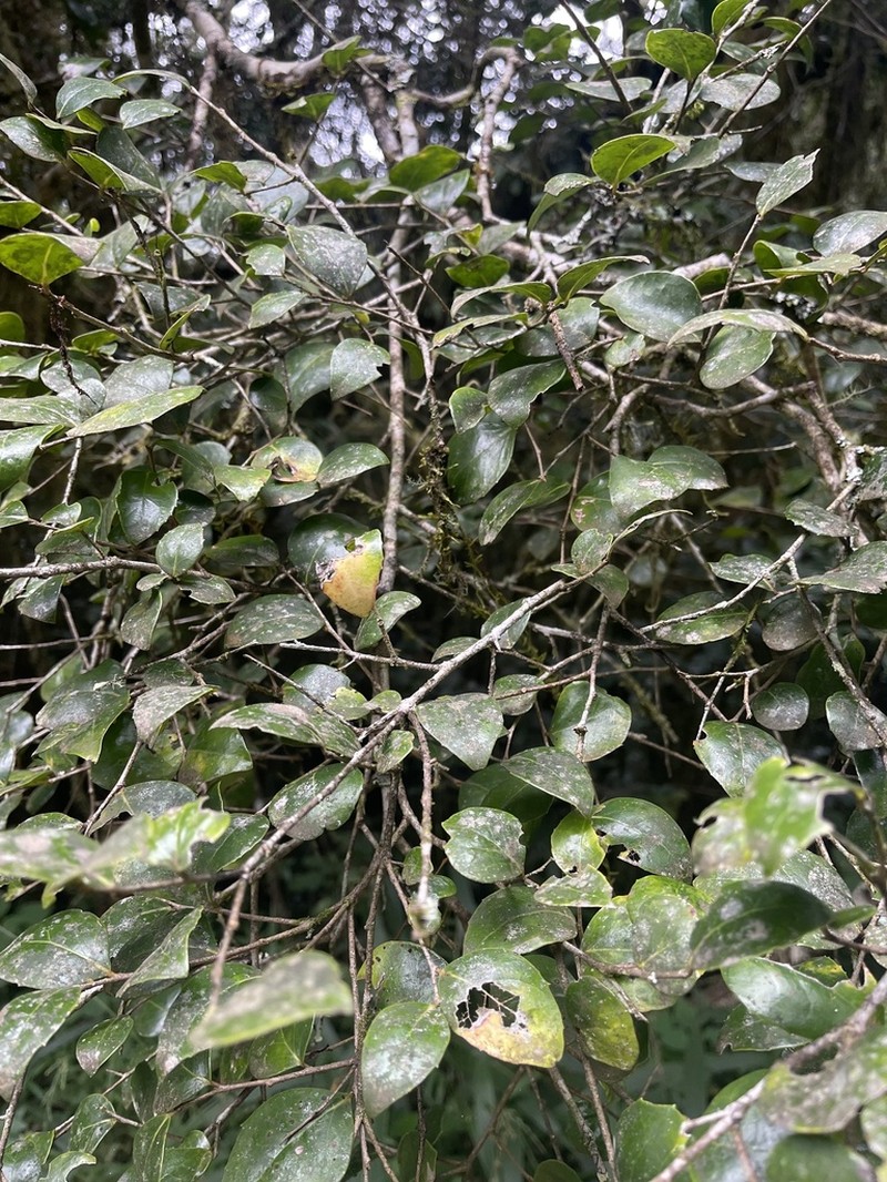 Dovyalis lucida