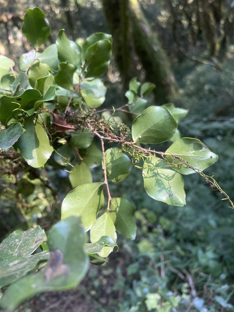 Dovyalis lucida photo 2