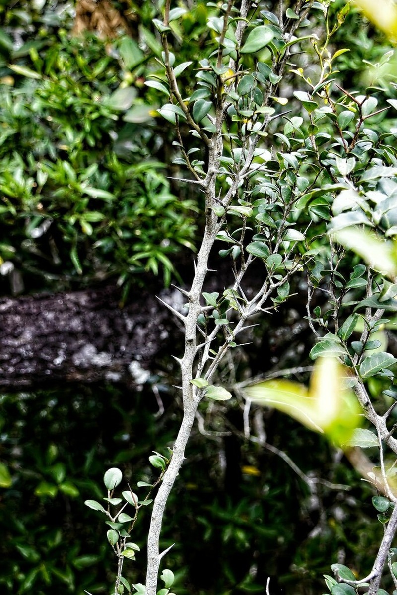 Dovyalis lucida photo 3
