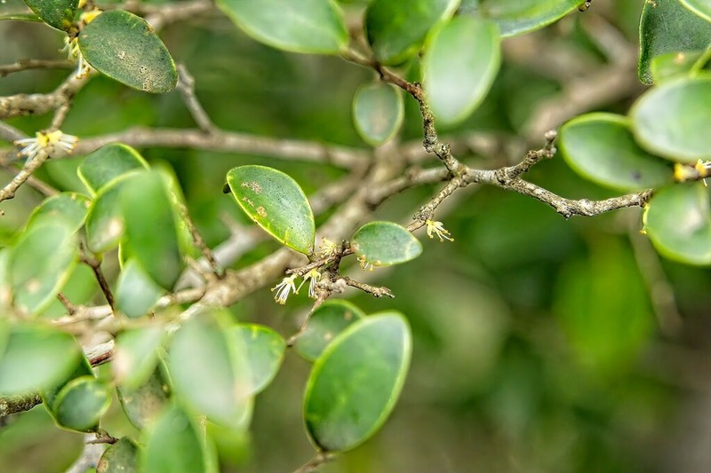 Dovyalis lucida photo 4