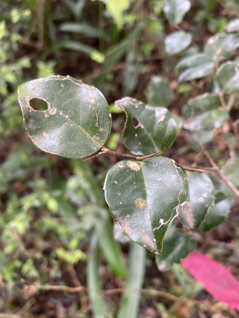 Dovyalis lucida photo 5
