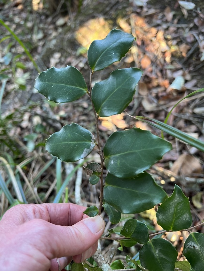 Dovyalis lucida photo 6