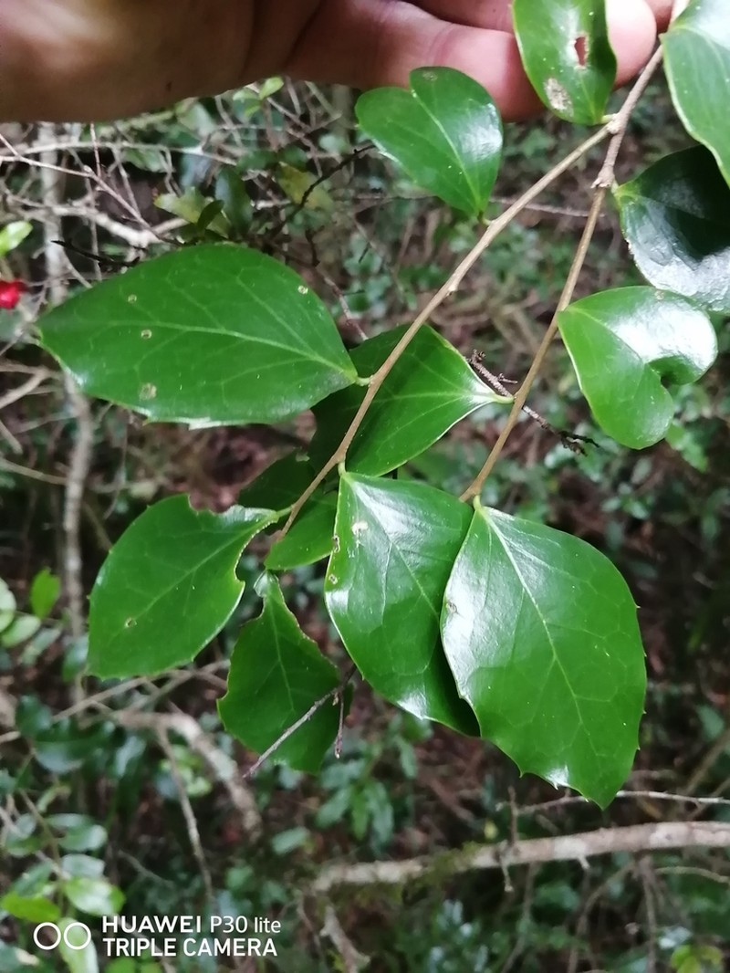 Dovyalis lucida photo 7