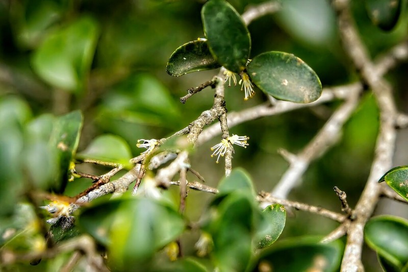 Dovyalis lucida photo 8