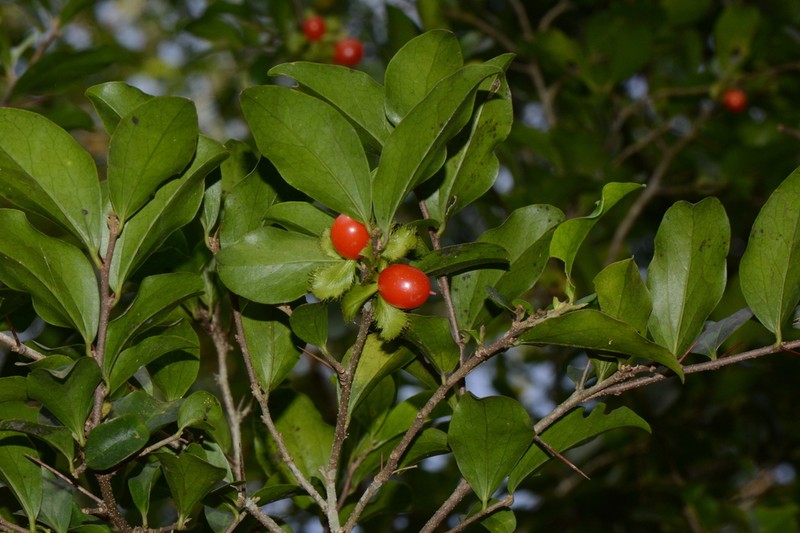 Dovyalis macrocalyx