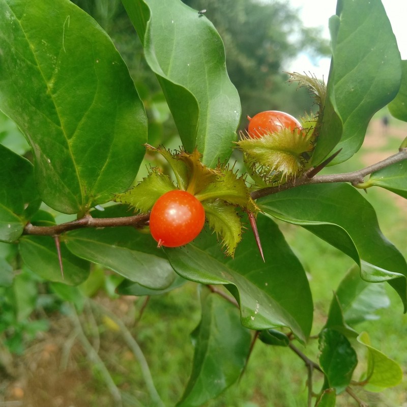 Dovyalis macrocalyx photo 2