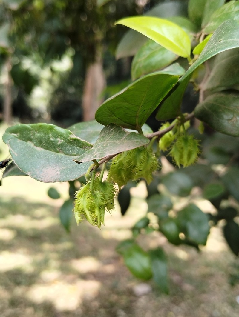 Dovyalis macrocalyx photo 3