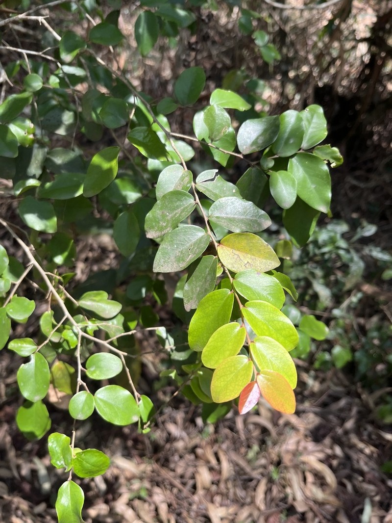 Dovyalis macrocalyx photo 5