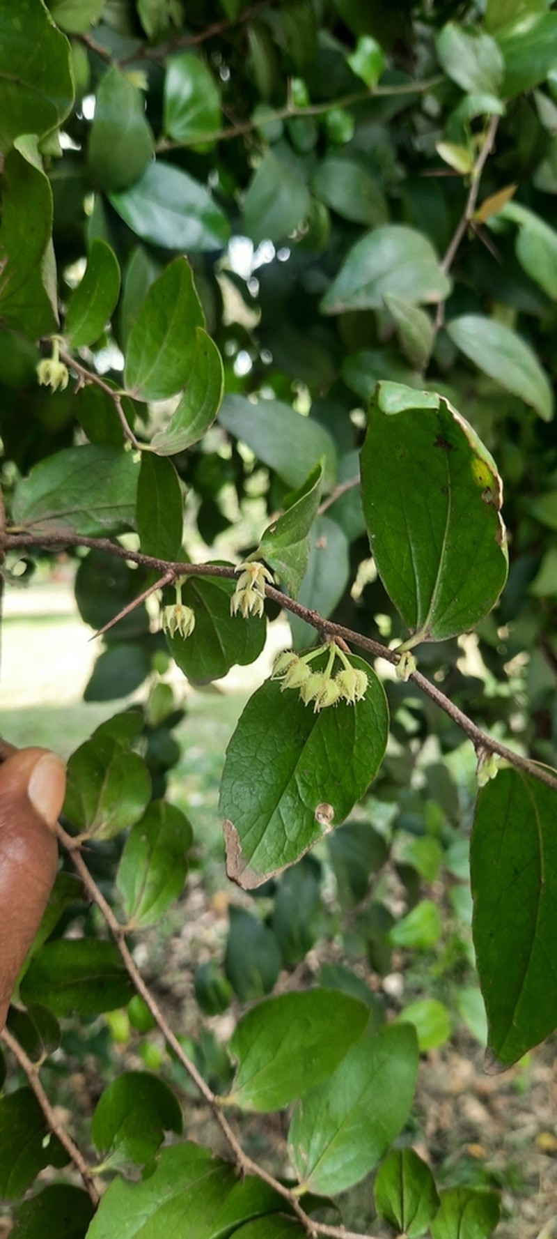 Dovyalis macrocalyx photo 6