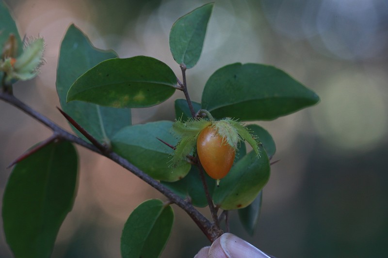 Dovyalis macrocalyx photo 7