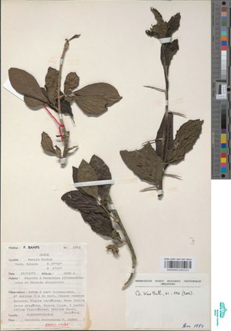 Dovyalis macrocarpa