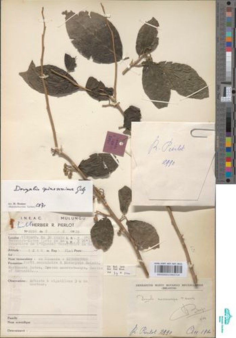 Dovyalis macrocarpa photo 3