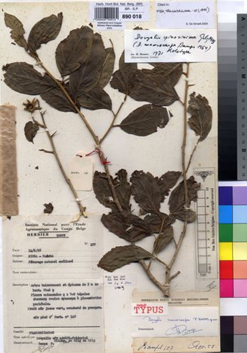 Dovyalis macrocarpa photo 4