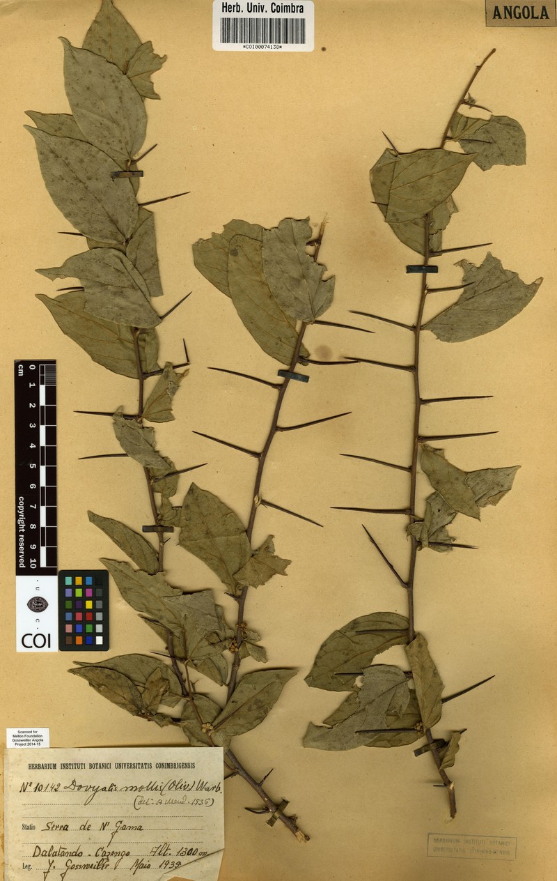 Dovyalis mollis