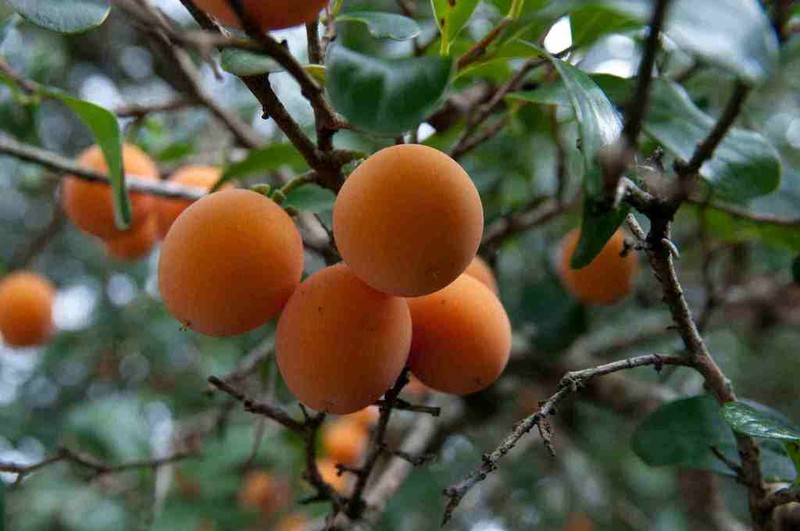 Dovyalis revoluta