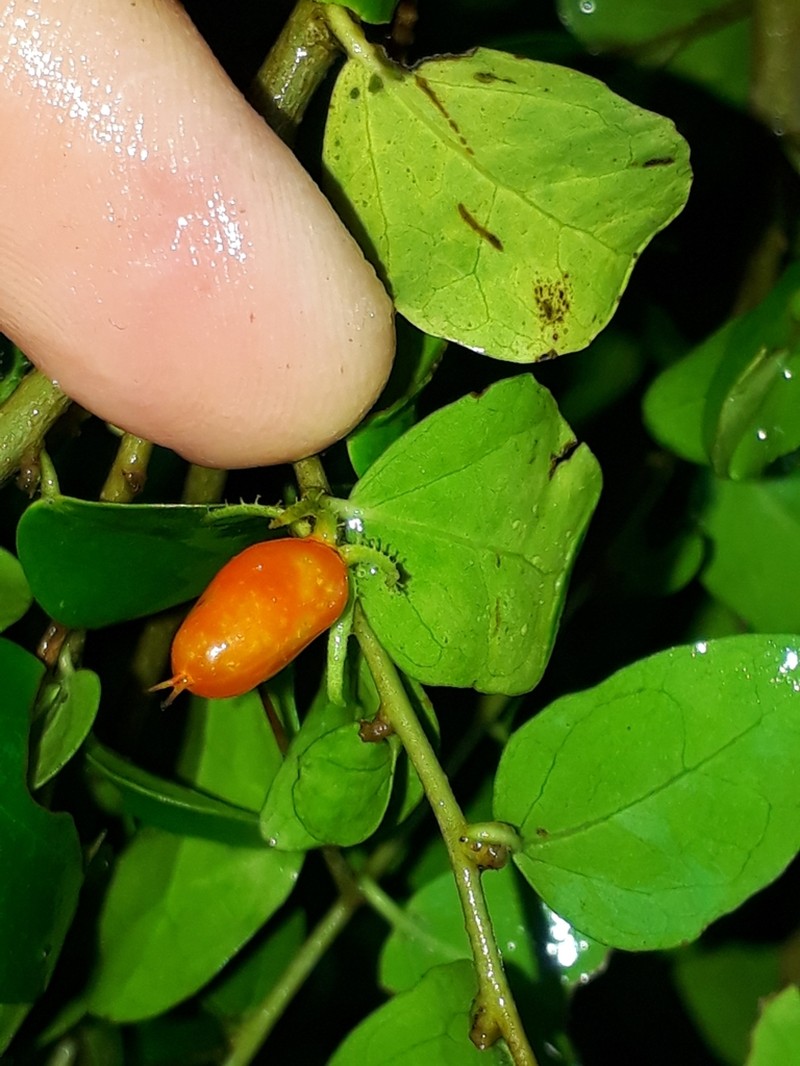 Dovyalis rhamnoides photo 2