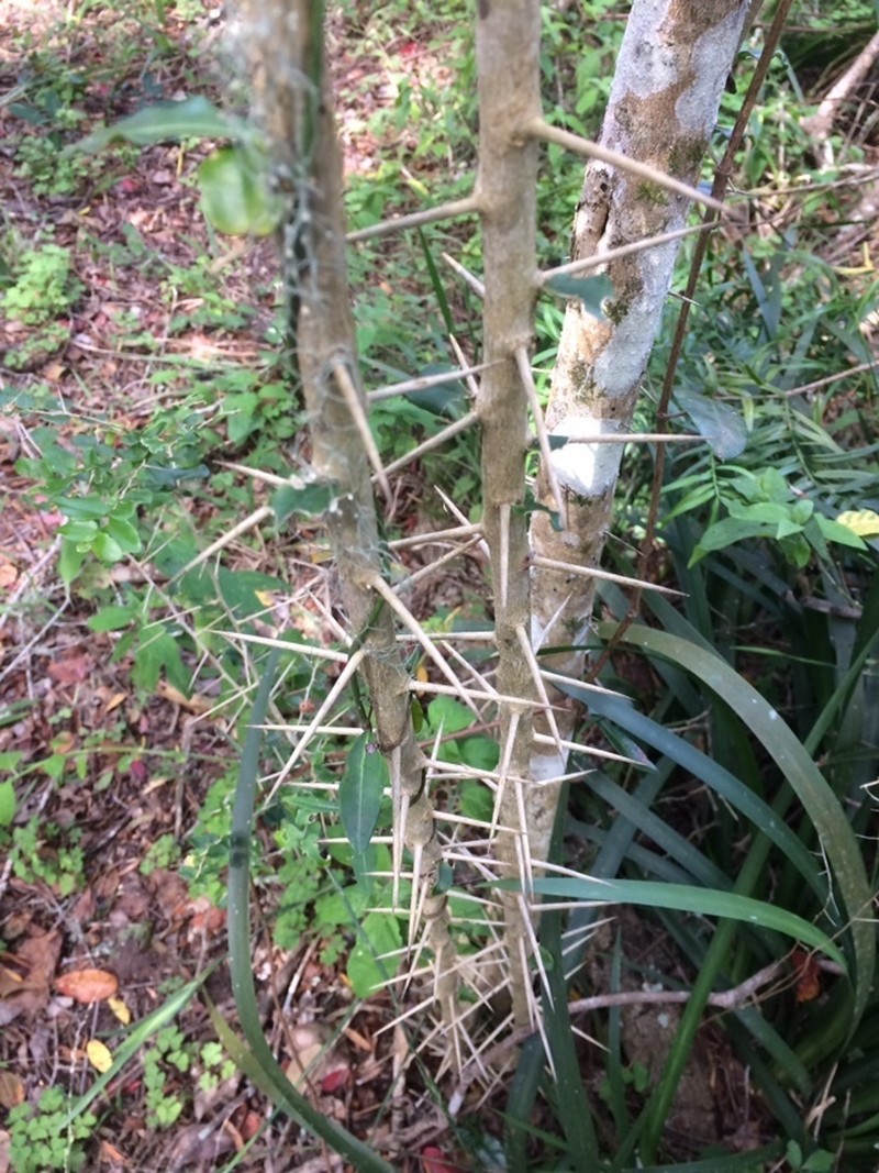 Dovyalis rhamnoides photo 3