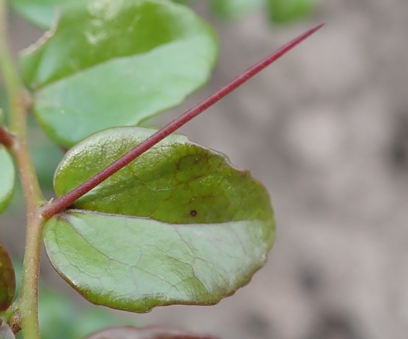 Dovyalis rhamnoides photo 4