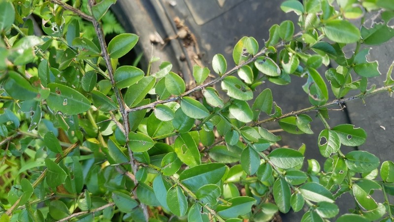 Dovyalis rhamnoides photo 5