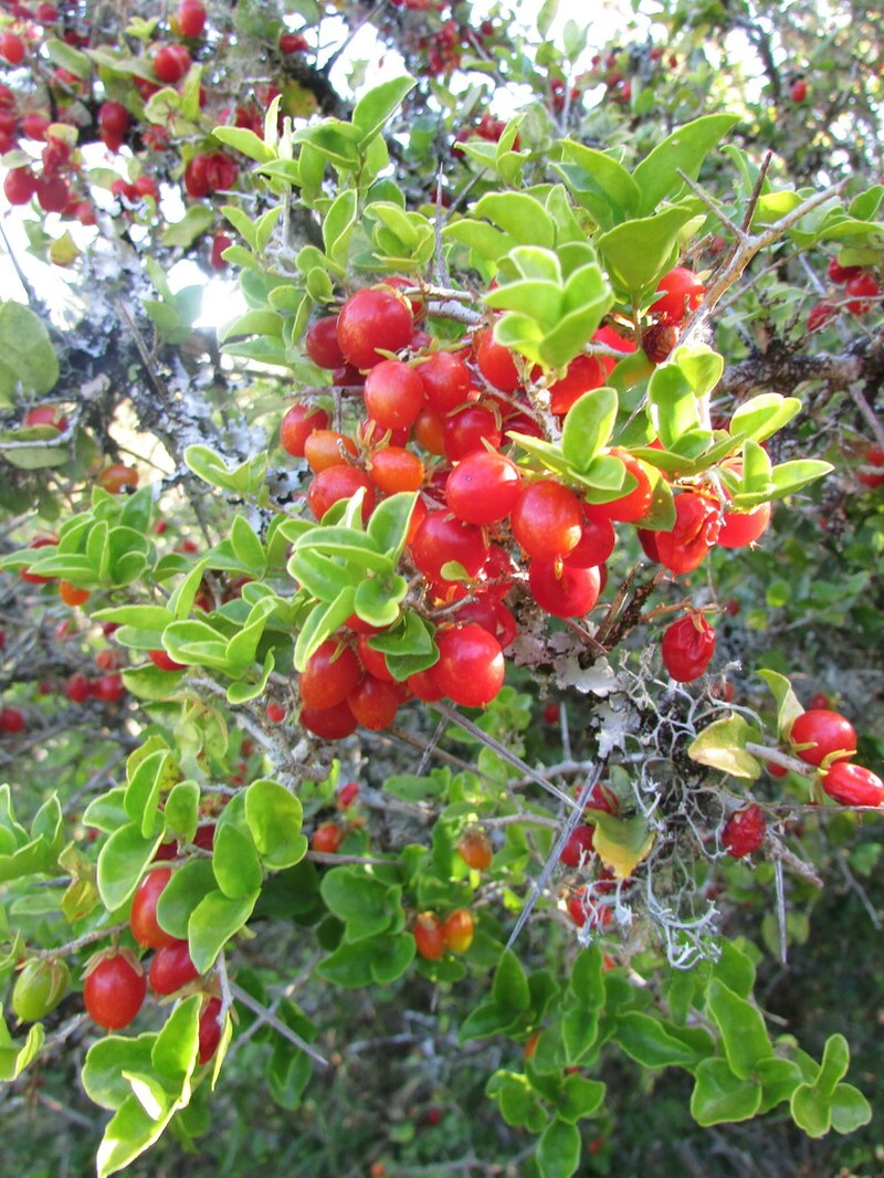 Dovyalis rhamnoides photo 6