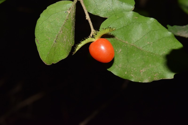 Dovyalis rhamnoides photo 7