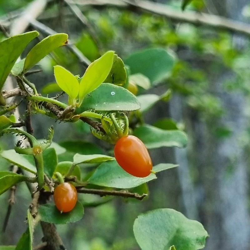 Dovyalis rhamnoides photo 8
