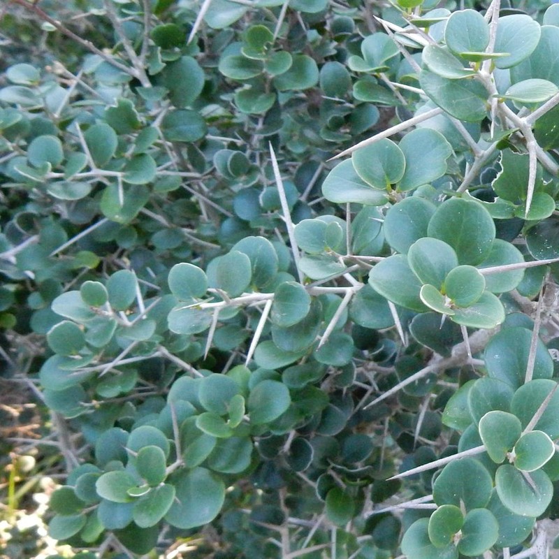Dovyalis rotundifolia