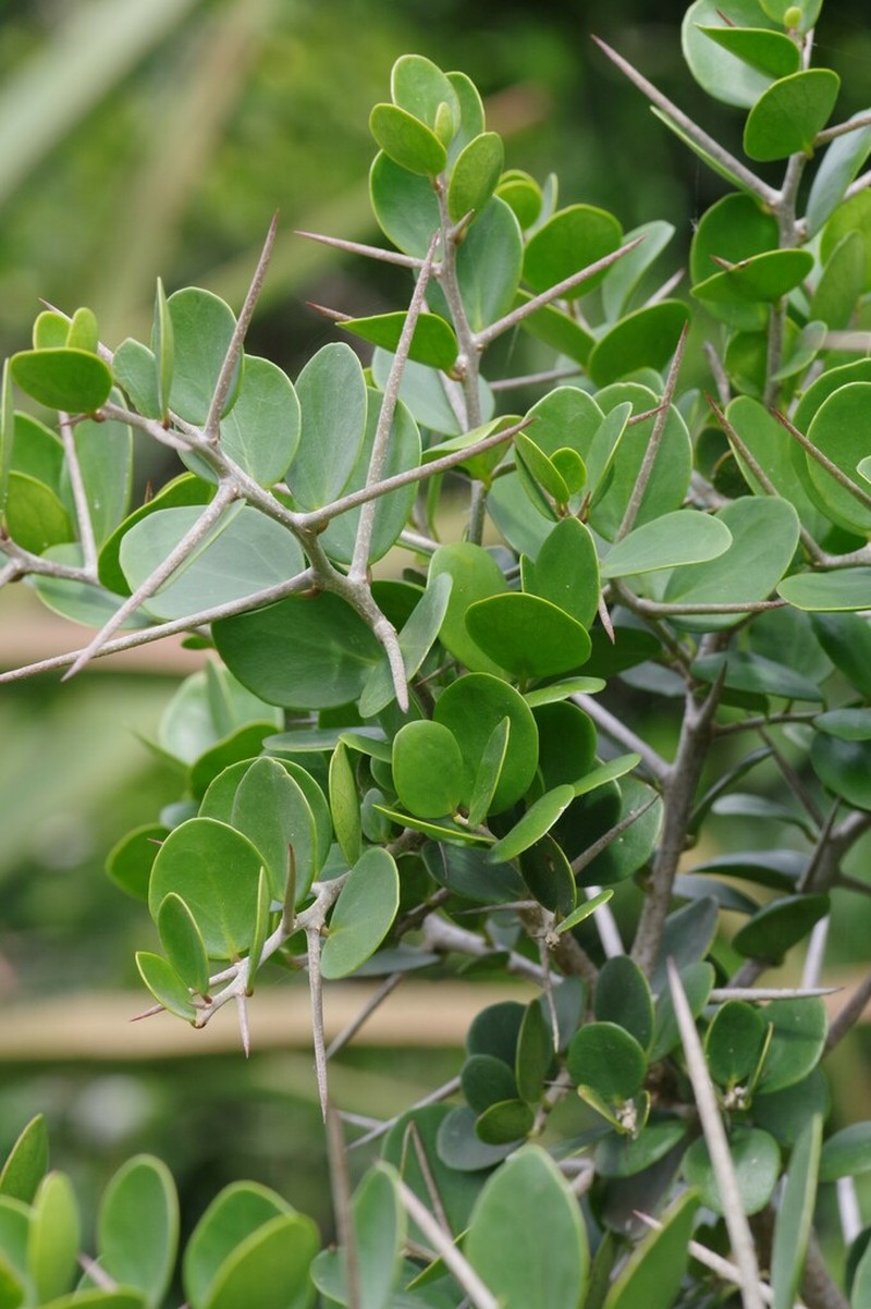 Dovyalis rotundifolia photo 2