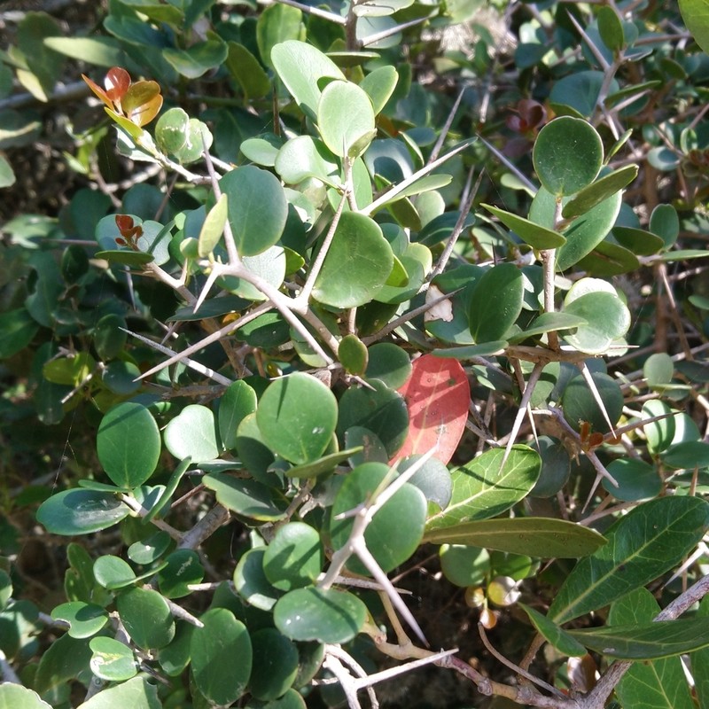 Dovyalis rotundifolia photo 3