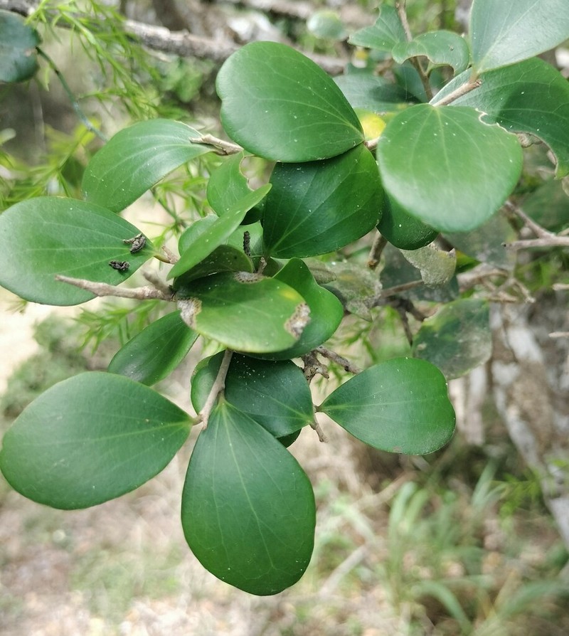 Dovyalis rotundifolia photo 4