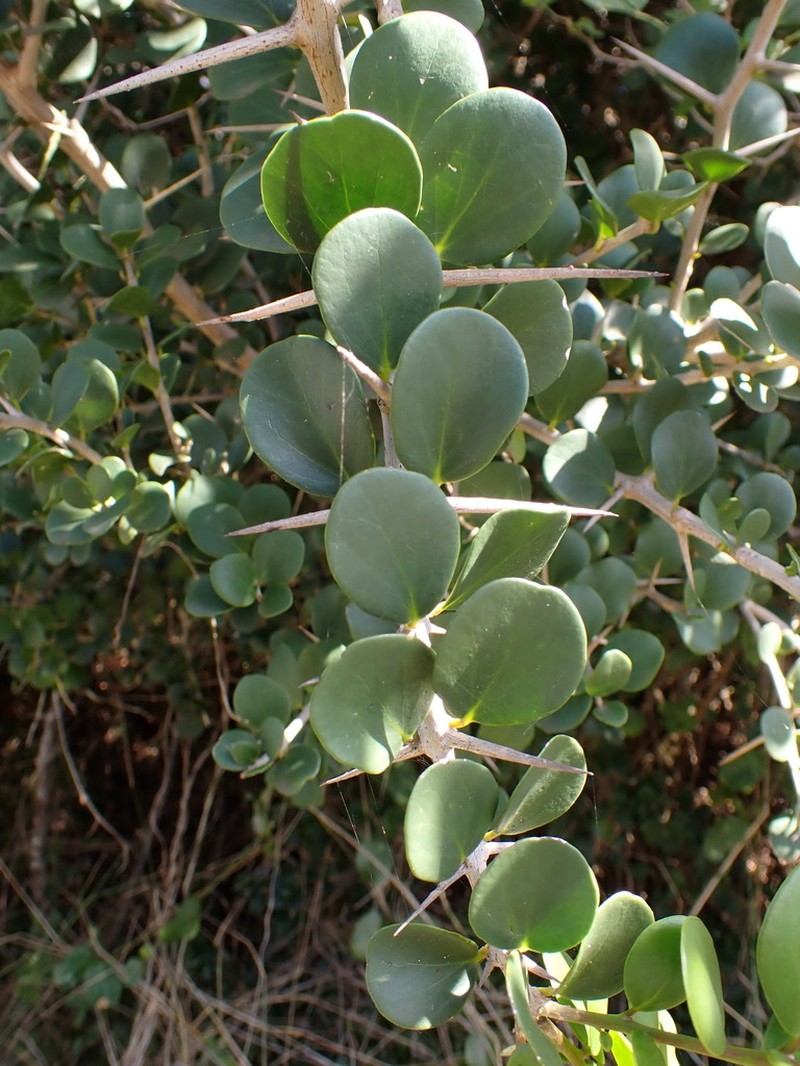Dovyalis rotundifolia photo 5