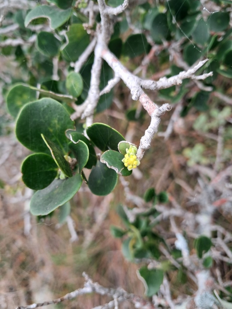 Dovyalis rotundifolia photo 6