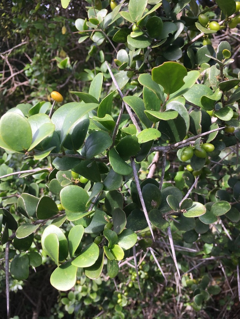Dovyalis rotundifolia photo 7