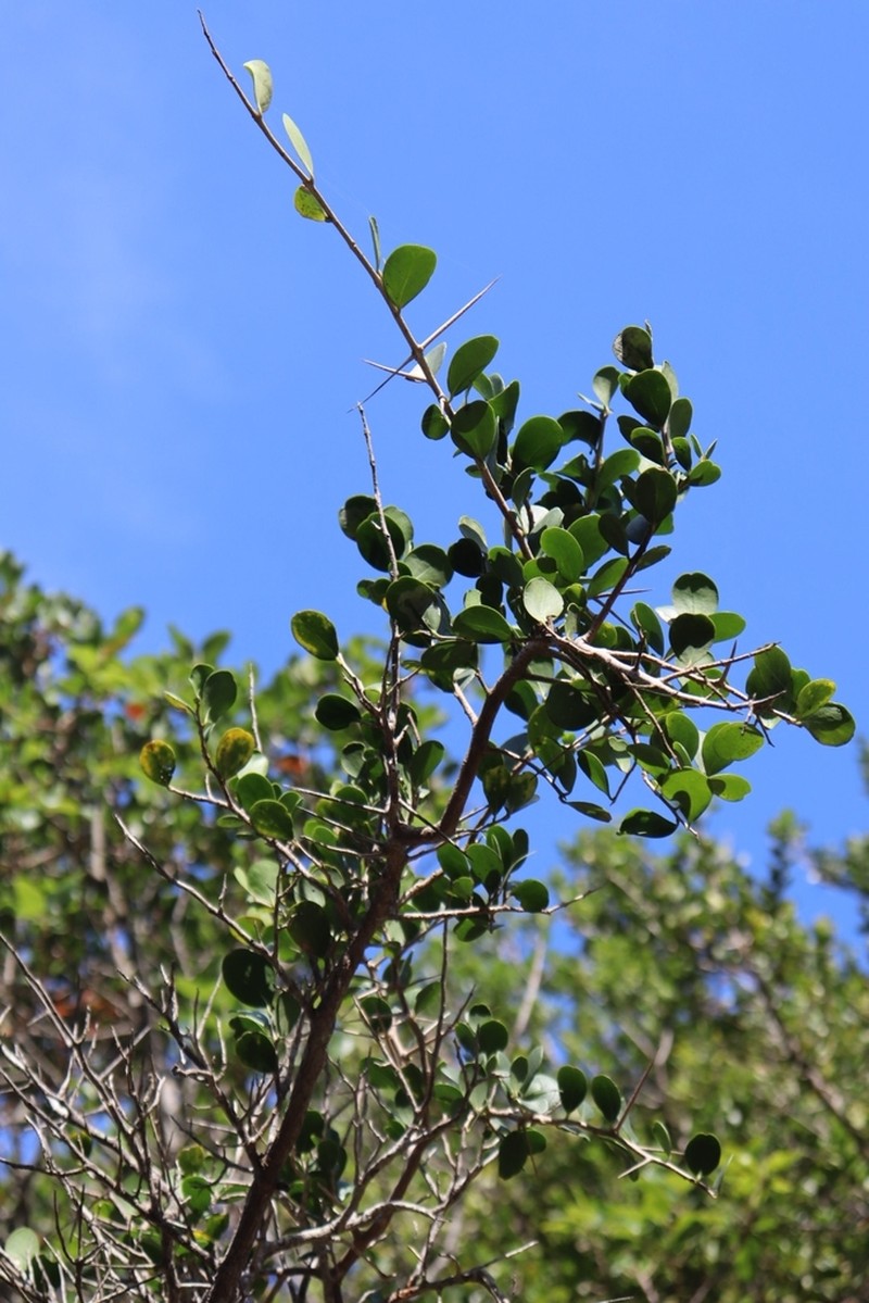 Dovyalis rotundifolia photo 8