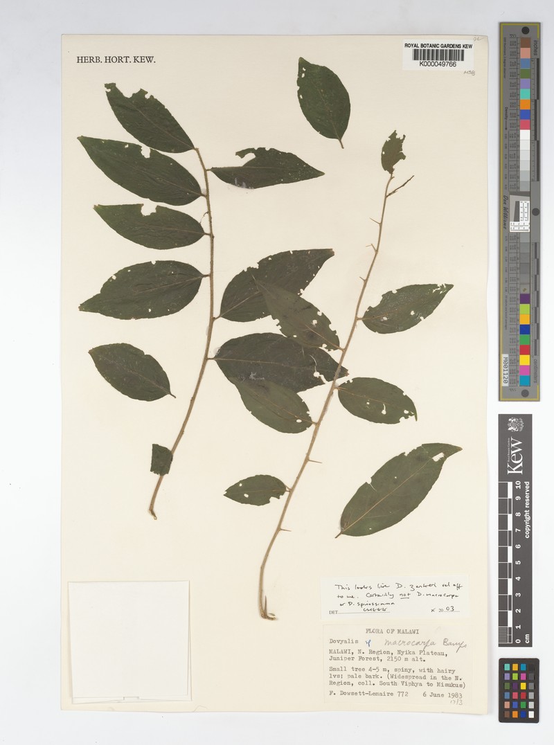 Dovyalis spinosissima