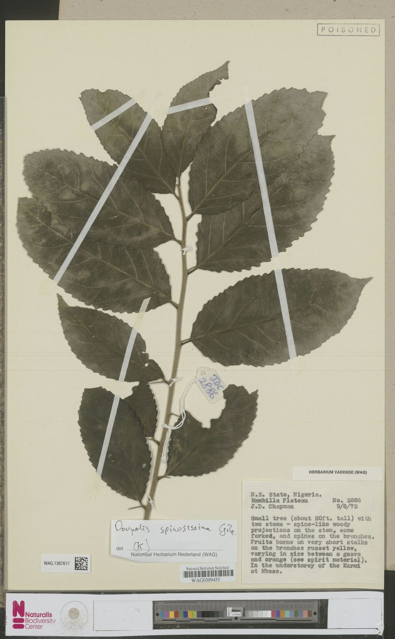 Dovyalis spinosissima photo 2