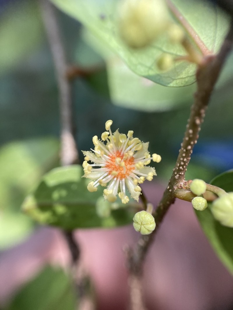 Dovyalis verrucosa