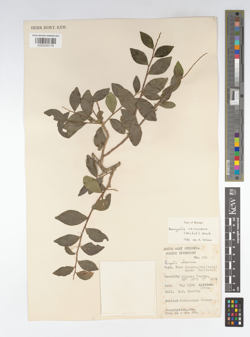 Dovyalis verrucosa photo 2