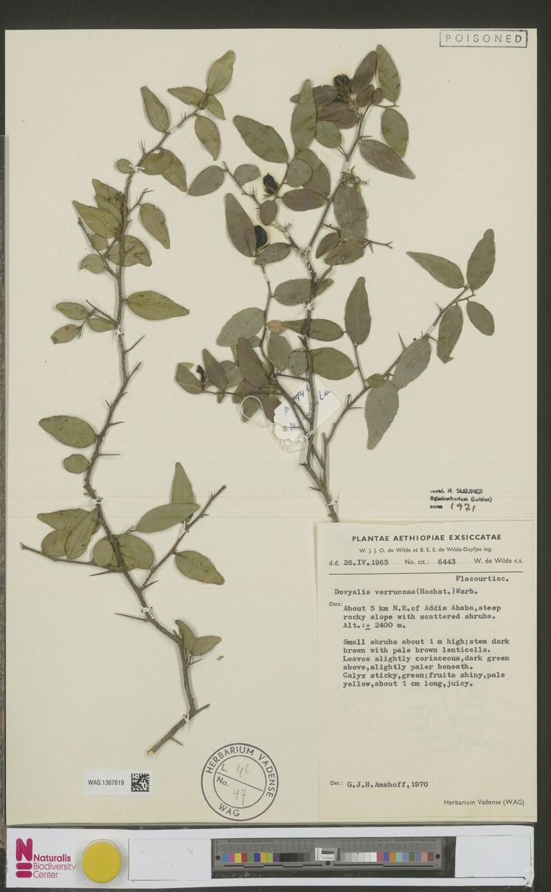 Dovyalis verrucosa photo 3