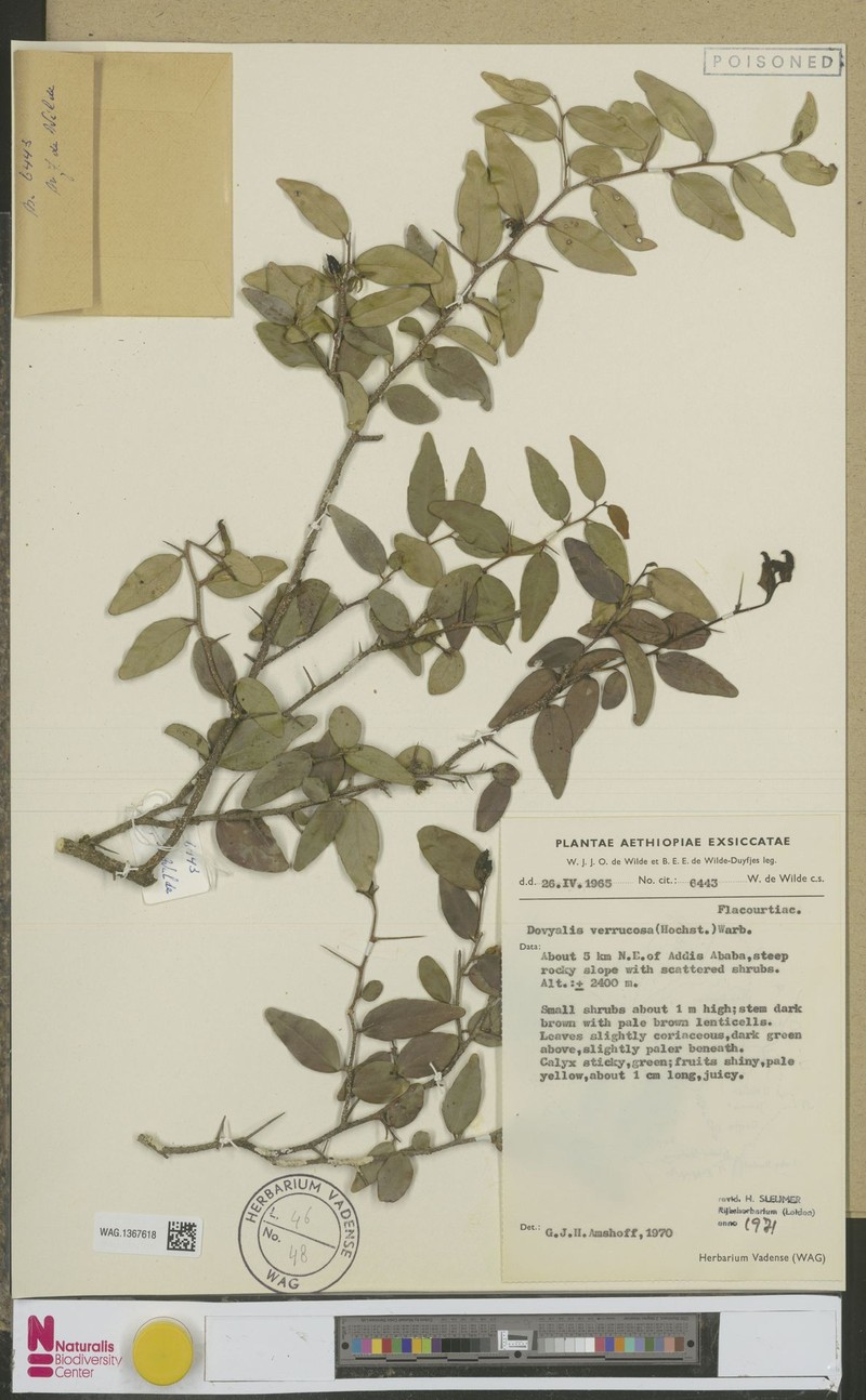 Dovyalis verrucosa photo 4
