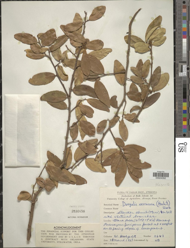 Dovyalis verrucosa photo 5