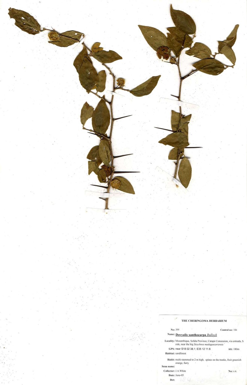 Dovyalis xanthocarpa photo 2