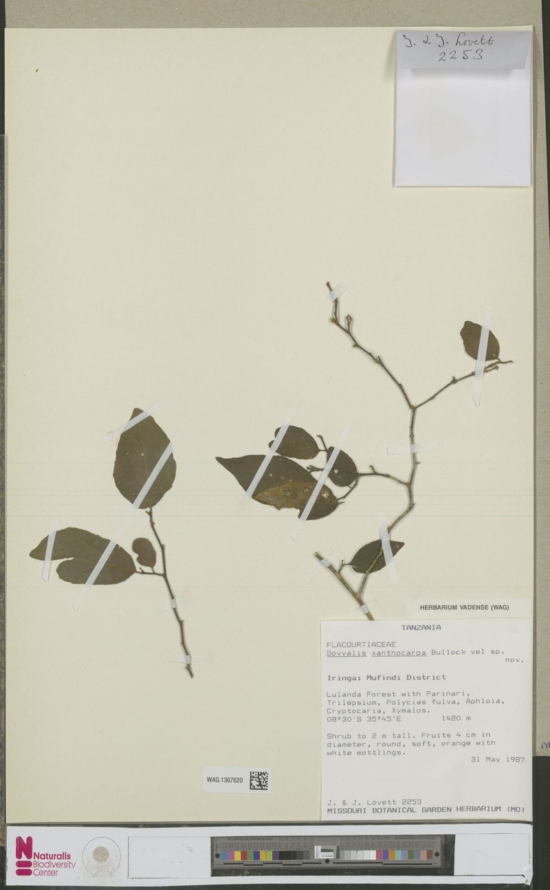 Dovyalis xanthocarpa photo 3