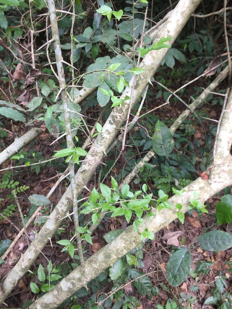 Dovyalis zenkeri photo 2