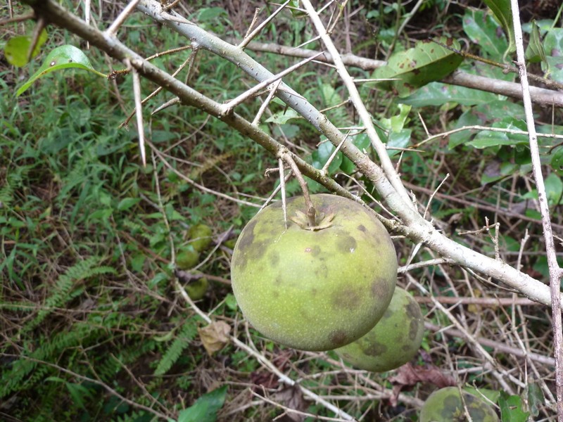 Dovyalis zenkeri photo 3