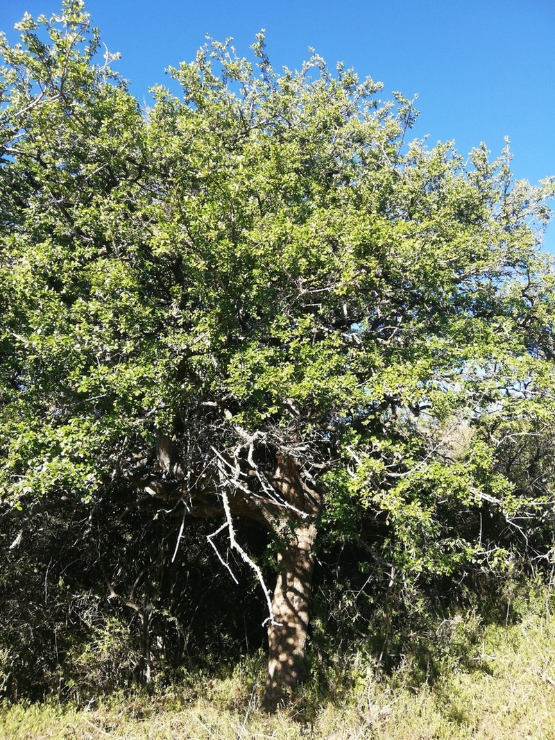 Dovyalis zeyheri