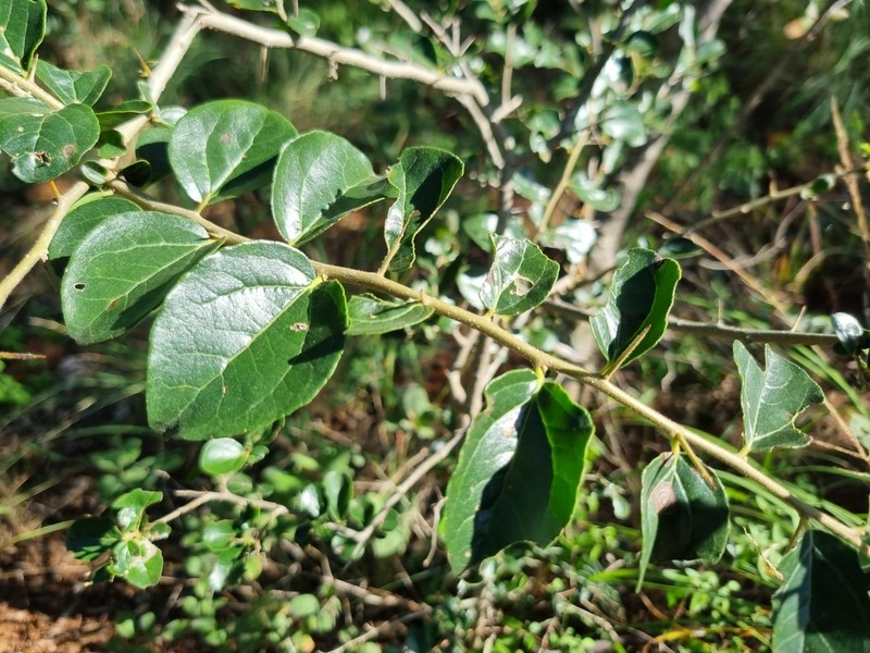Dovyalis zeyheri photo 3
