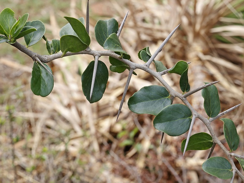 Dovyalis zeyheri photo 6