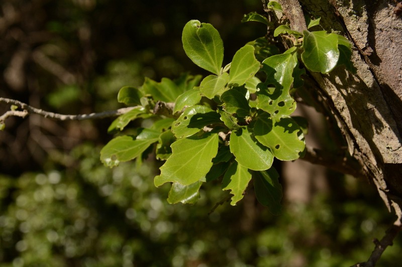 Dovyalis zeyheri photo 8