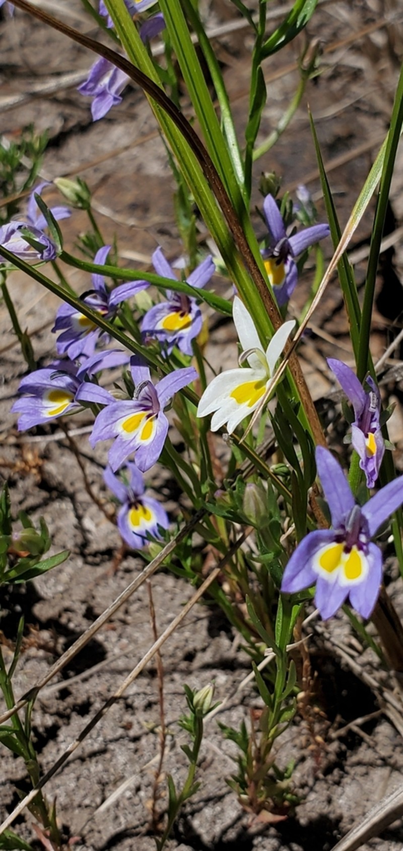Bach's Calicoflower